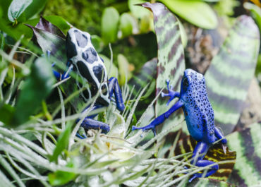 Zwei Baumsteigerfrösche, einer tiefblau, einer schwarz-weiß gemustert, zwischen Terrarienpflanzen
