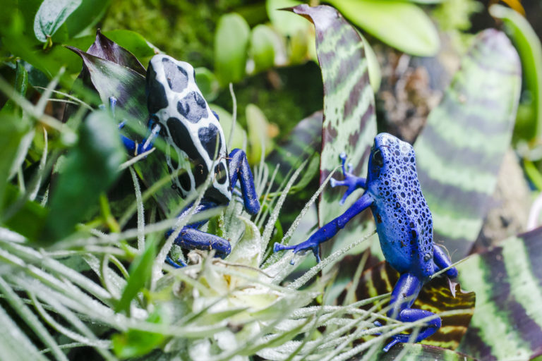 Zwei Baumsteigerfrösche, einer tiefblau, einer schwarz-weiß gemustert, zwischen Terrarienpflanzen