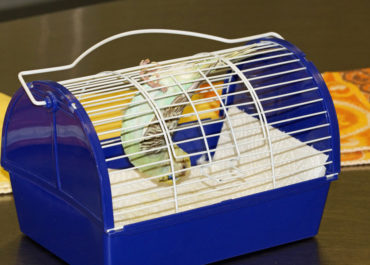 Ziervogel in einer blauen Transportbox mit Gitteraufsatz und Papier am Boden