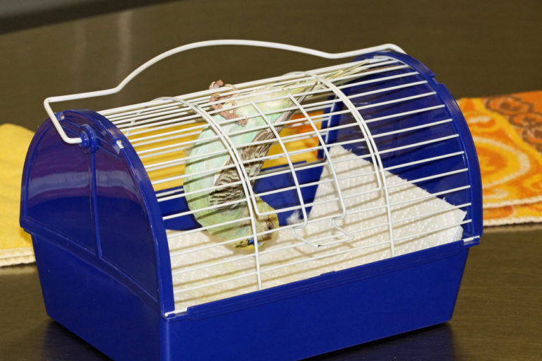 Ziervogel in einer blauen Transportbox mit Gitteraufsatz und Papier am Boden