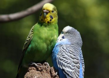 Grün-gelber und blau-weißer Wellensittich sitzen dicht nebeneinander auf einem Ast