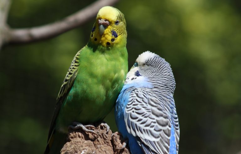 Grün-gelber und blau-weißer Wellensittich sitzen dicht nebeneinander auf einem Ast