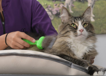 Katze_Katzen-_und_Hundefriseur