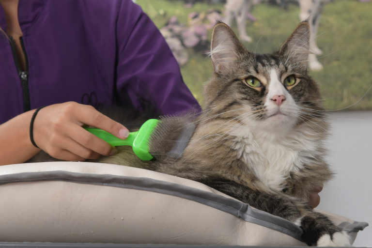Katze_Katzen-_und_Hundefriseur