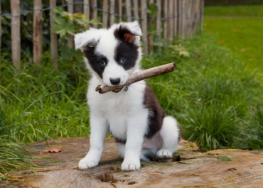 Border-Collie-Welpe sitzt mit einem Stock im Maul auf einem Baumstumpf im Garten