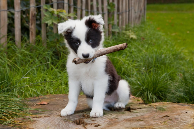 Border-Collie-Welpe sitzt mit einem Stock im Maul auf einem Baumstumpf im Garten