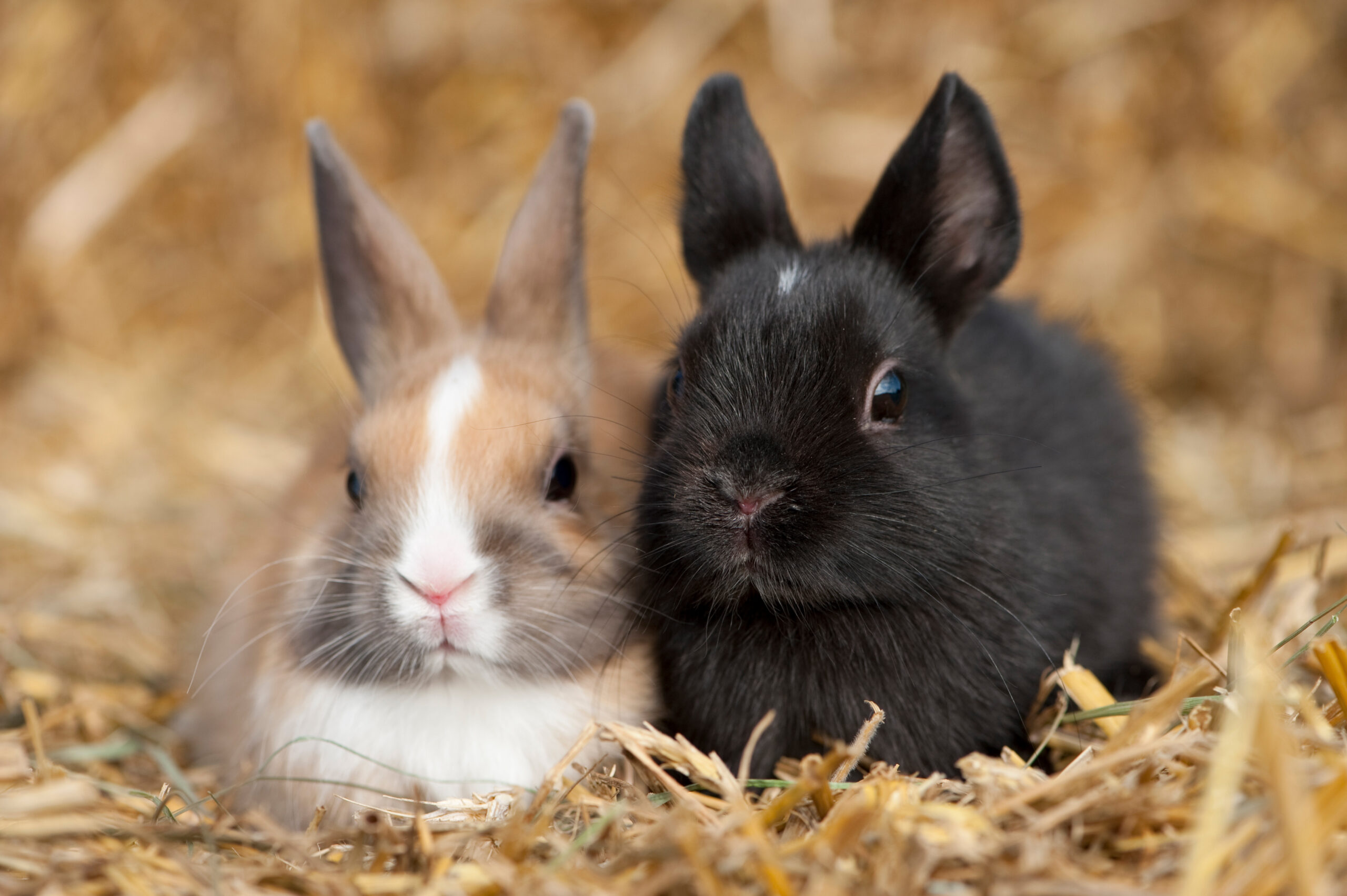Mit der richtigen Vorbereitung fühlen sich Kaninchen auch im Winter draußen wohl und bleiben gesund. Copyright: Adobe/DoraZett