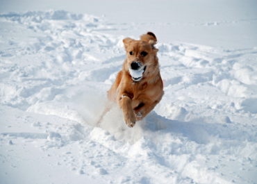 Fellpflege im Winter