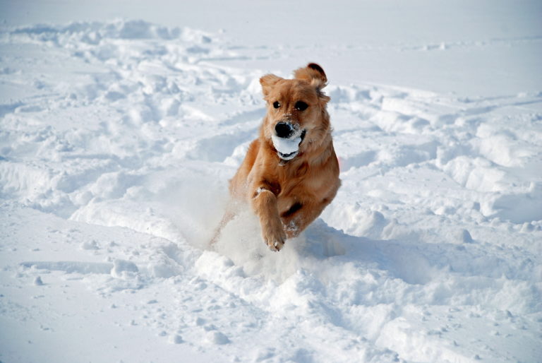 Fellpflege im Winter