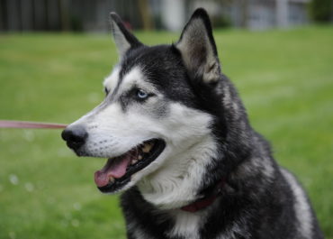 Husky mit blauen Augen und rotem Halsband an der Leine auf einer Wiese