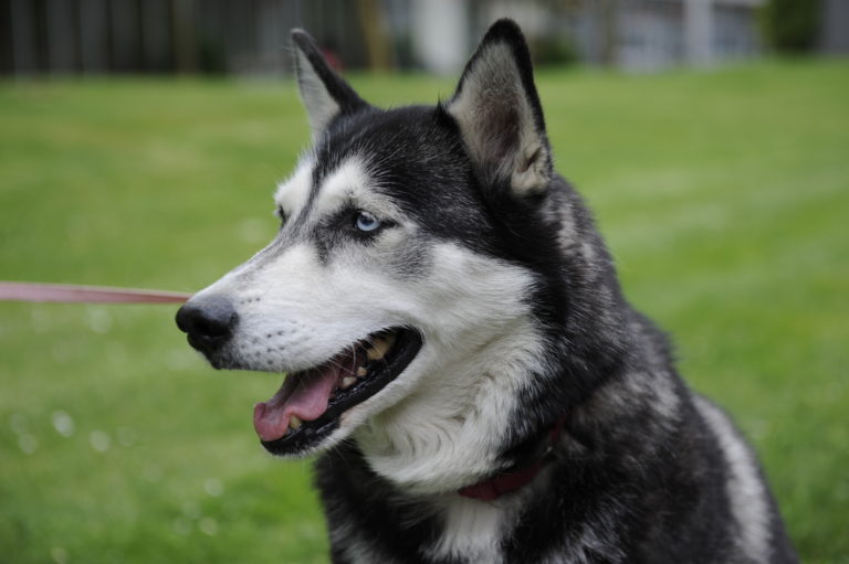 Husky mit blauen Augen und rotem Halsband an der Leine auf einer Wiese
