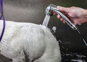 Hundeshampoo