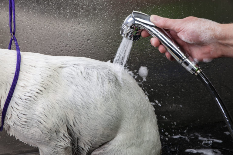 Hundeshampoo