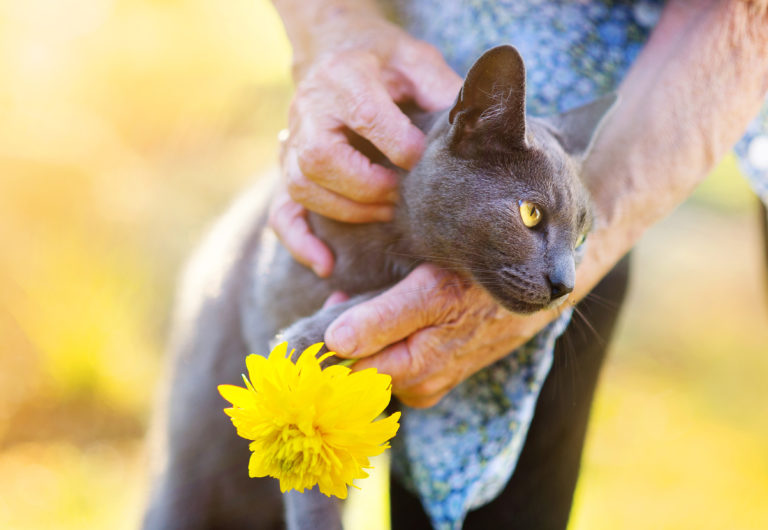 Katzensenior