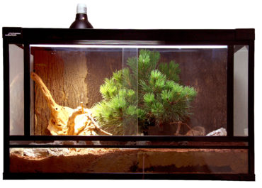 Terrarium UV-Licht