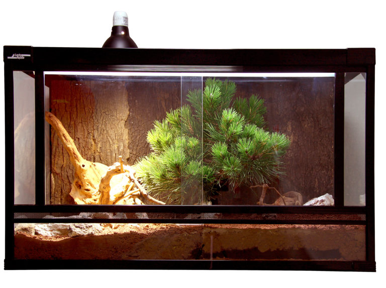 Terrarium UV-Licht