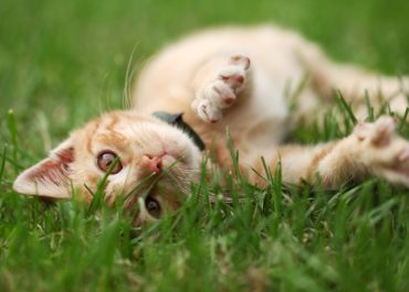 Katze_Pflanzen