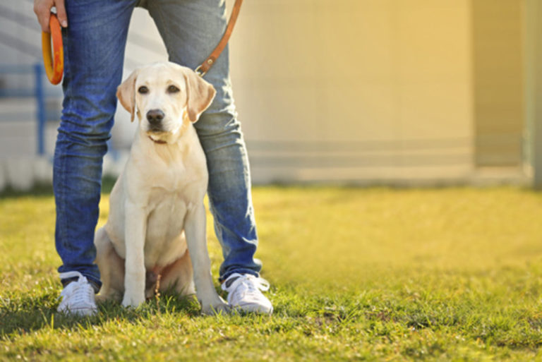 Erwartungshaltung bei Hunden