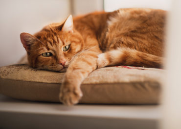 Katze_Arthrose