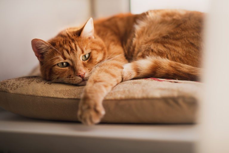 Katze_Arthrose