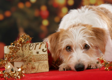 Hund Weihnachtsfest