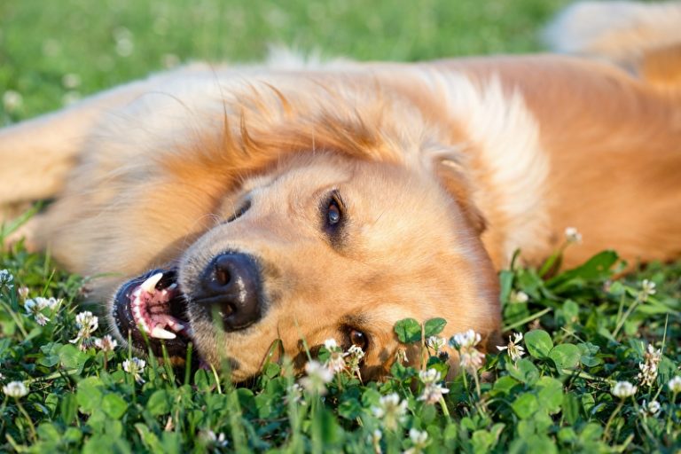 Fellwechsel Sommerschur Hund Frühling