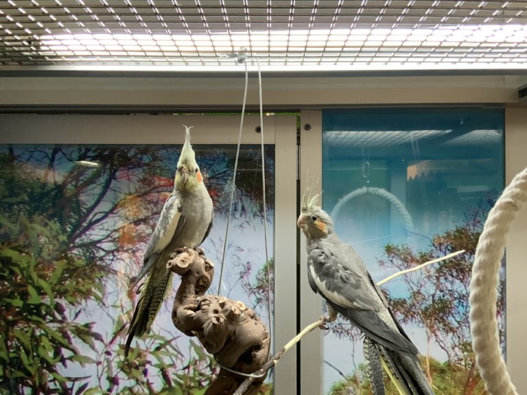 Licht_Ziervögel_Peukert