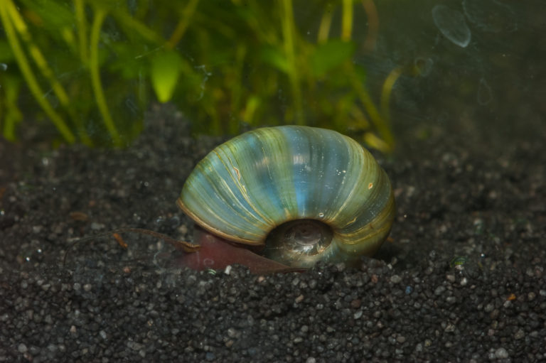 Die Posthornschnecke ist eine Wasserschnecke