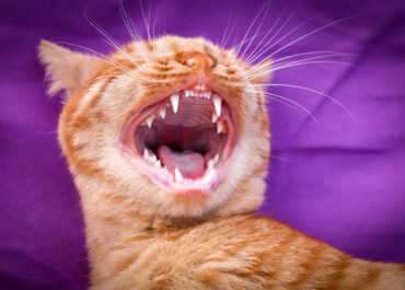 Eine Katze zeigt ihre Zähne