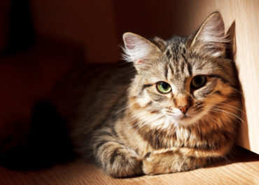 Katze liegt