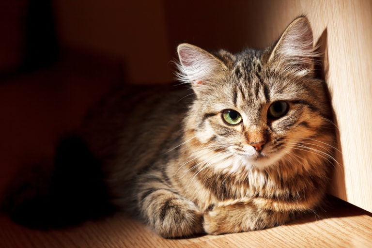 Katze liegt