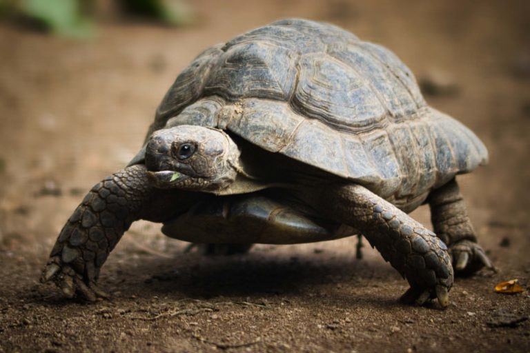 Schildkröte