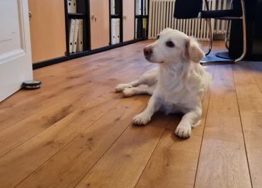 Bürohund