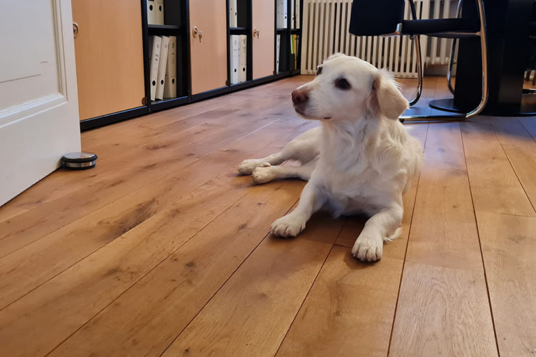 Bürohund