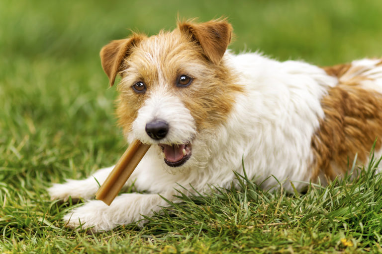 Jack Russell Terrier liegt im Gras und kaut auf einer Kaustange