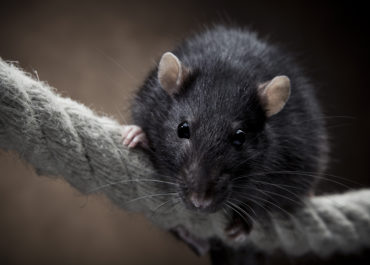 Schwarze Ratte klettert auf einem dicken Seil