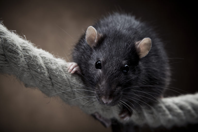 Schwarze Ratte klettert auf einem dicken Seil