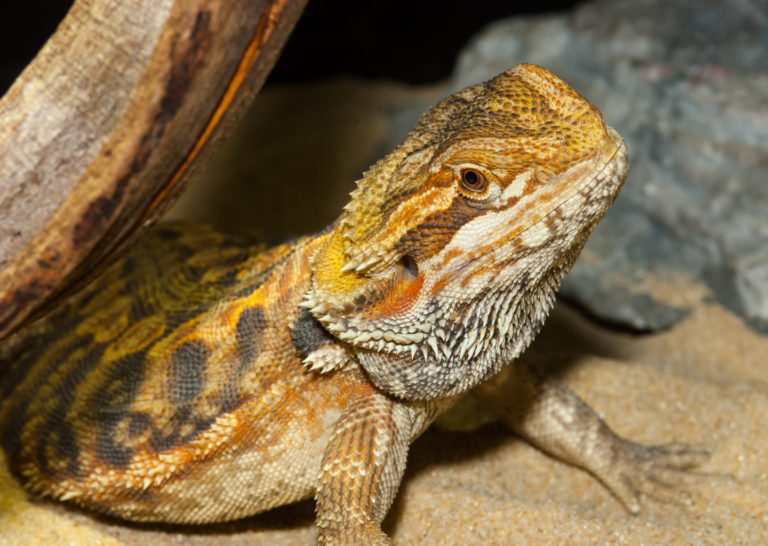 Bartagame mit orange-gelber Schuppenzeichnung im Terrarium auf Sand