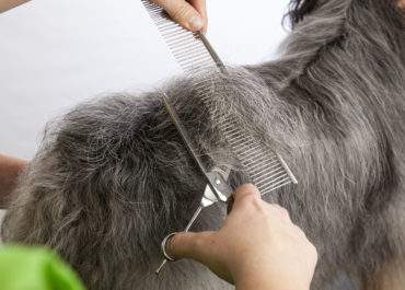 Hundefriseurin kämmt und schneidet das lange graue Fell eines Hundes