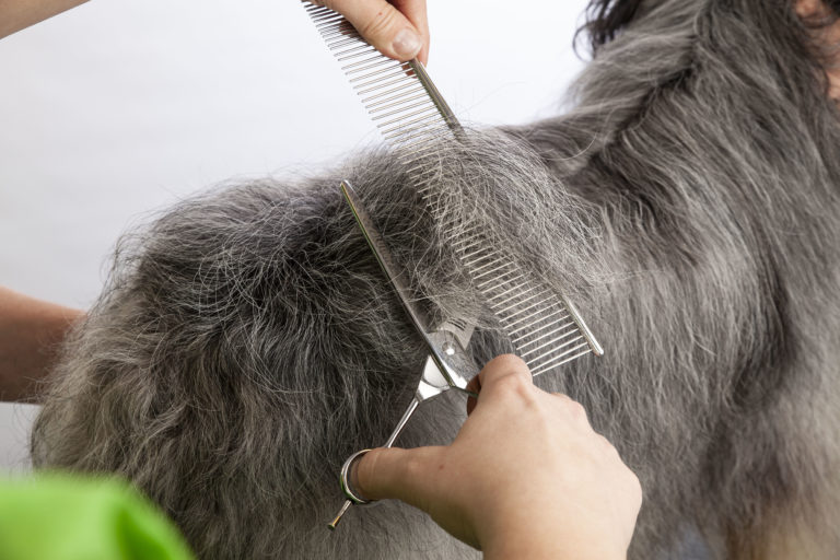 Hundefriseurin kämmt und schneidet das lange graue Fell eines Hundes