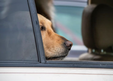 Hellbrauner Hund schaut aus dem Seitenfenster eines Autos
