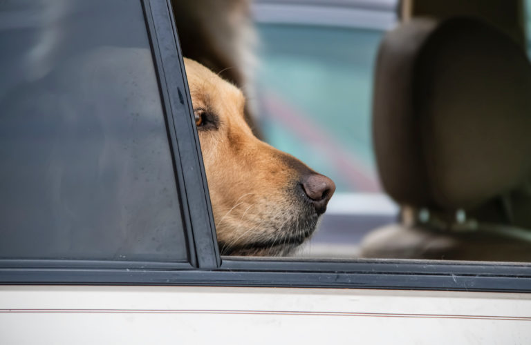 Hellbrauner Hund schaut aus dem Seitenfenster eines Autos