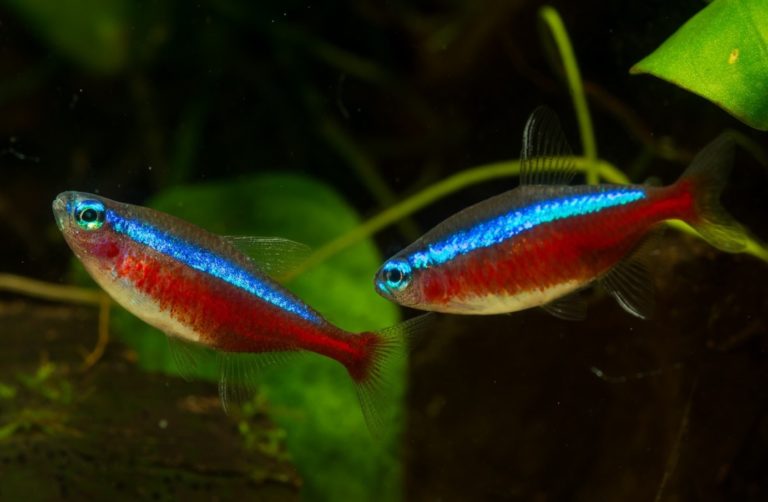 Zwei rot-blau leuchtende Neonsalmler vor dunklem Hintergrund mit Wasserpflanzen