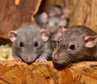 Drei Ratten schauen neugierig über eine Holzkante