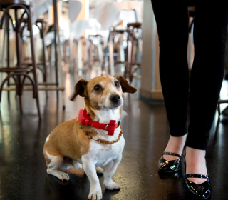 Kleiner Hund mit rotem Halsband sitzt in einem Café neben den Beinen einer Frau