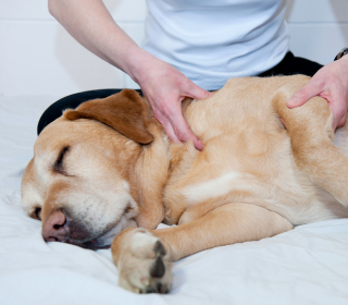 Liegender Labrador wird von zwei Händen an der Schulter massiert