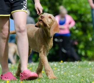 Junger rauhaariger Hund an der Leine blickt beim Training im Freien zu seiner Halterin auf
