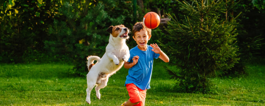 Junge spielt im Garten Ball mit einem hochspringenden Jack Russell Terrier