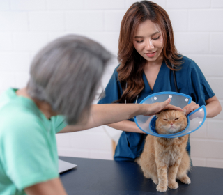 Tiermedizinische Fachangestellte hält eine Katze mit Halskragen auf dem Behandlungstisch