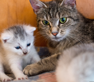 Getigerte Katze liegt neben einem grau-weißen Kätzchen